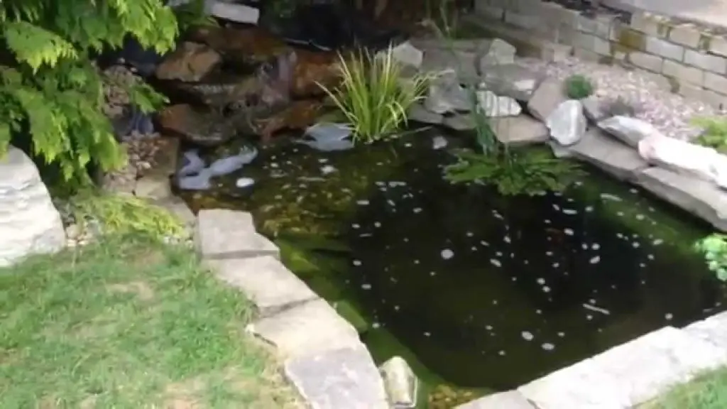 How to Build a Natural Fish Pond