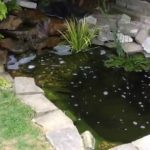 How to Build a Natural Fish Pond