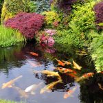 How to Build a Natural Koi Pond