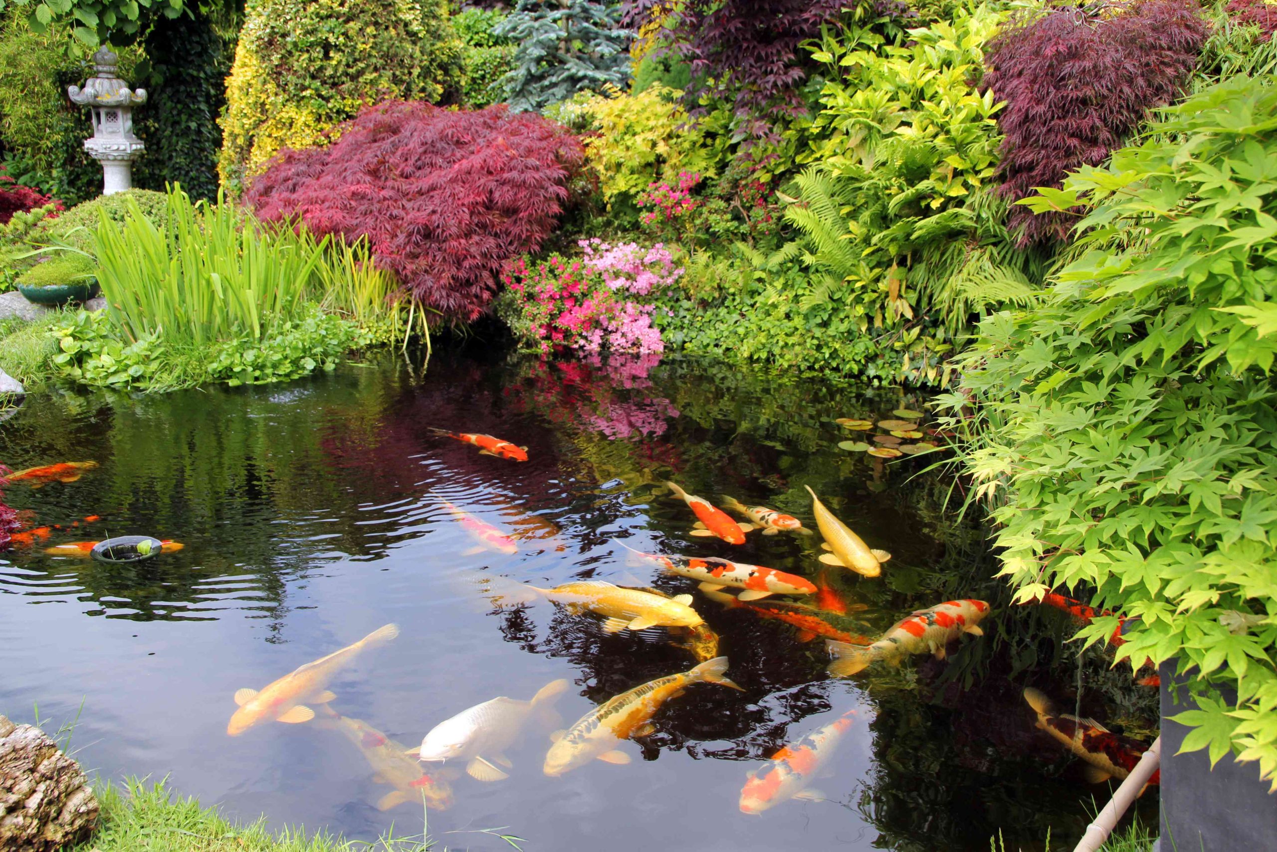 How to Build a Natural Koi Pond: Ultimate Guide