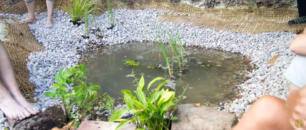 How to Build a Natural Pond With a Liner