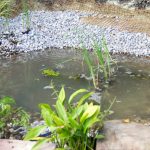 How to Build a Natural Pond With a Liner