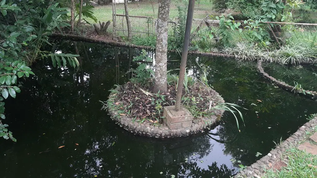 How to Build a Pond around a Tree