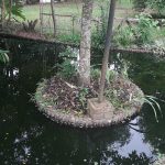 How to Build a Pond around a Tree