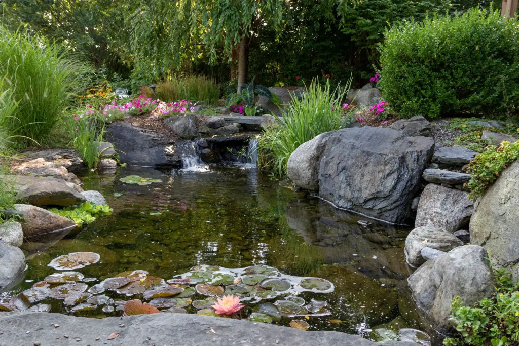 How to Build a Pond at Home