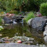 How to Build a Pond at Home