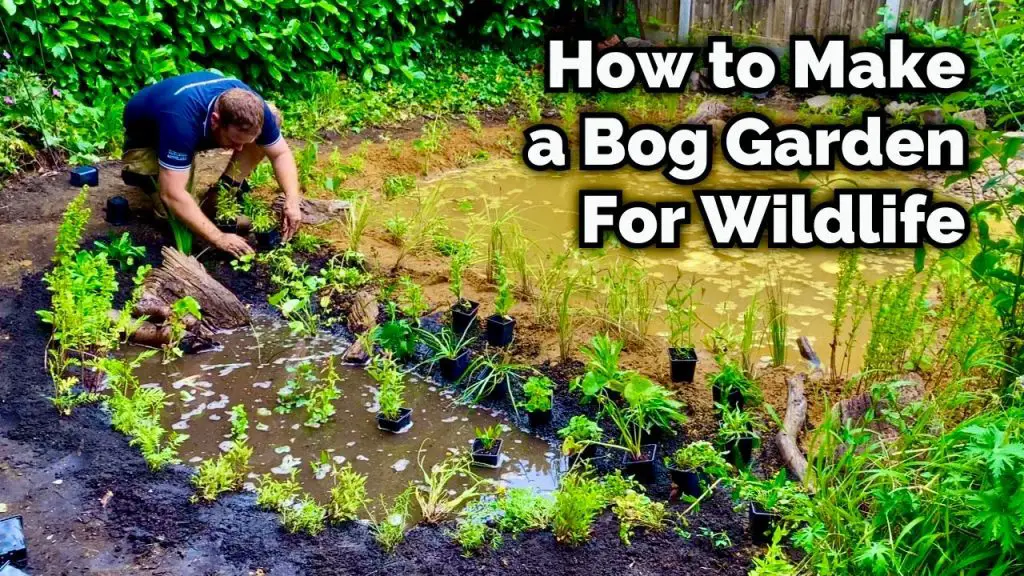 How to Build a Pond Bog