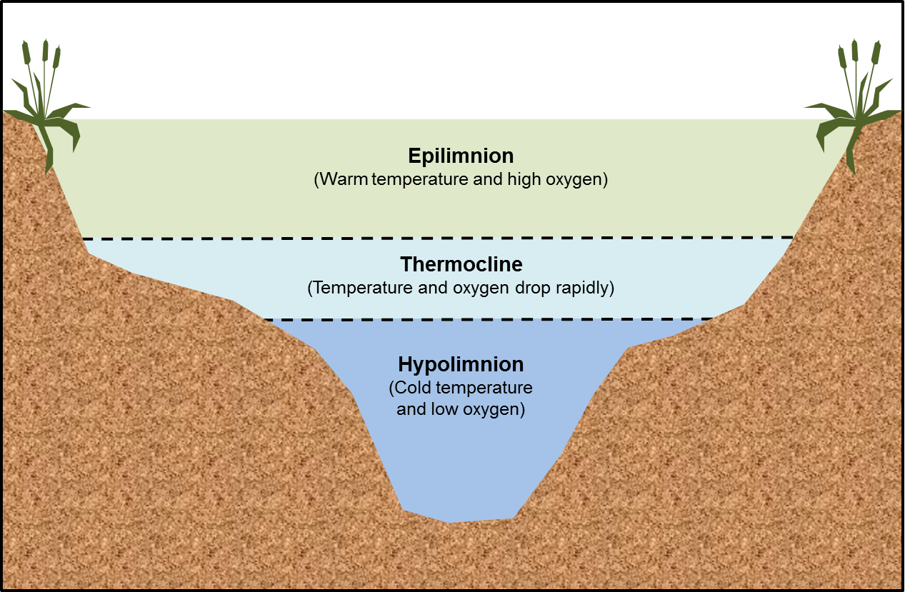 How to Build a Pond Dam: Your Ultimate Step-by-Step Guide