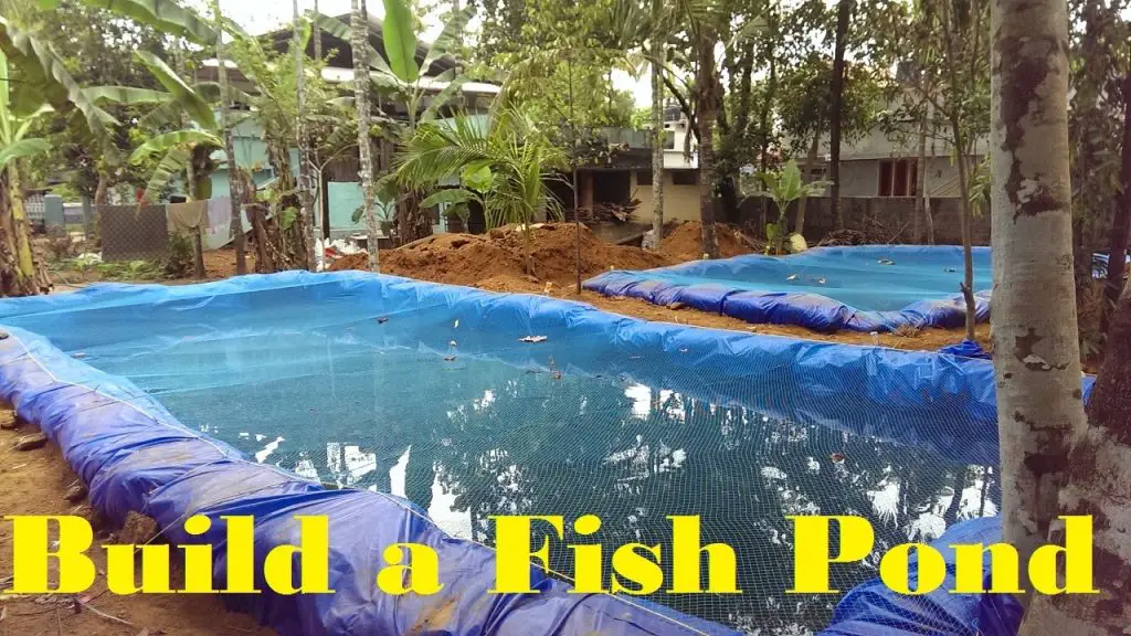 How to Build a Pond for Fish Farming