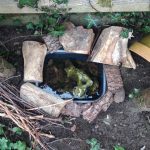 How to Build a Pond for Frogs