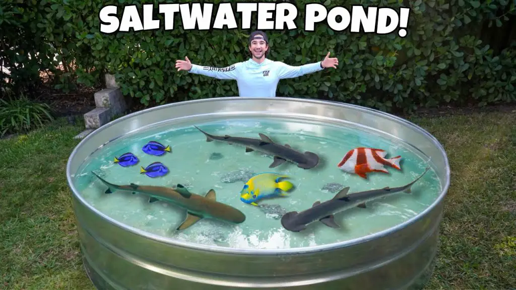 How to Build a Saltwater Pond