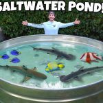 How to Build a Saltwater Pond