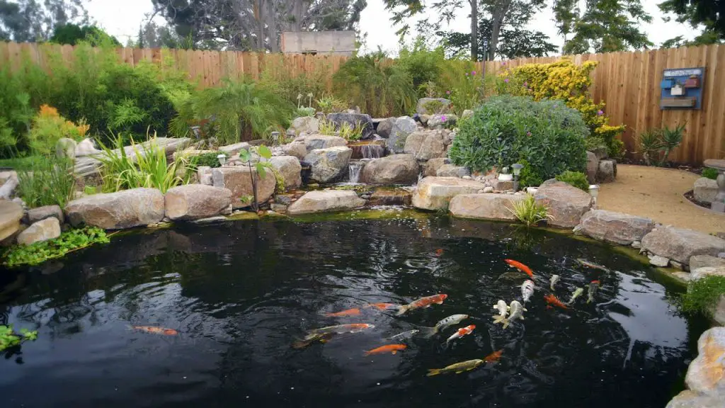 How to Build a Simple Koi Pond