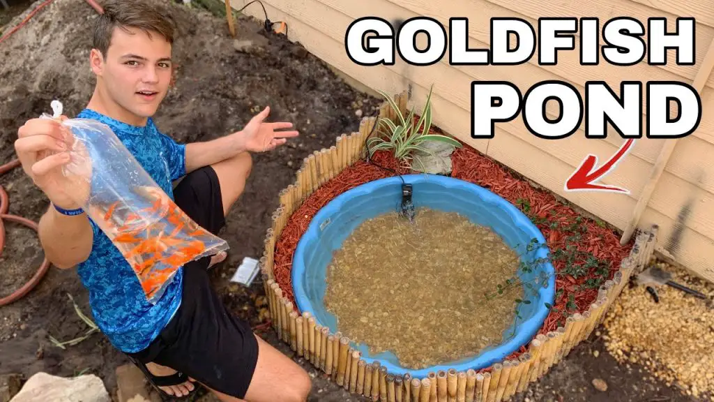 How to Build a Small Goldfish Pond