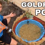 How to Build a Small Goldfish Pond