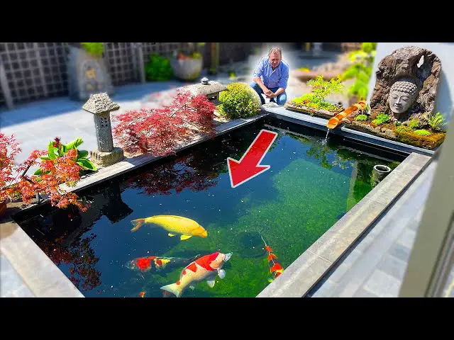 How to Build a Small Koi Fish Pond