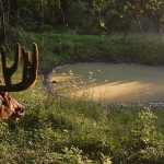 How to Build a Small Pond for Deer