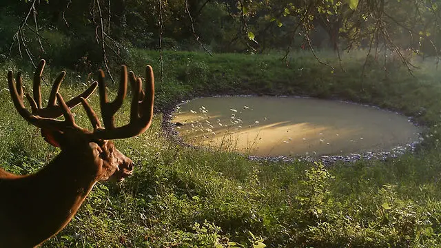 How to Build a Small Pond for Deer