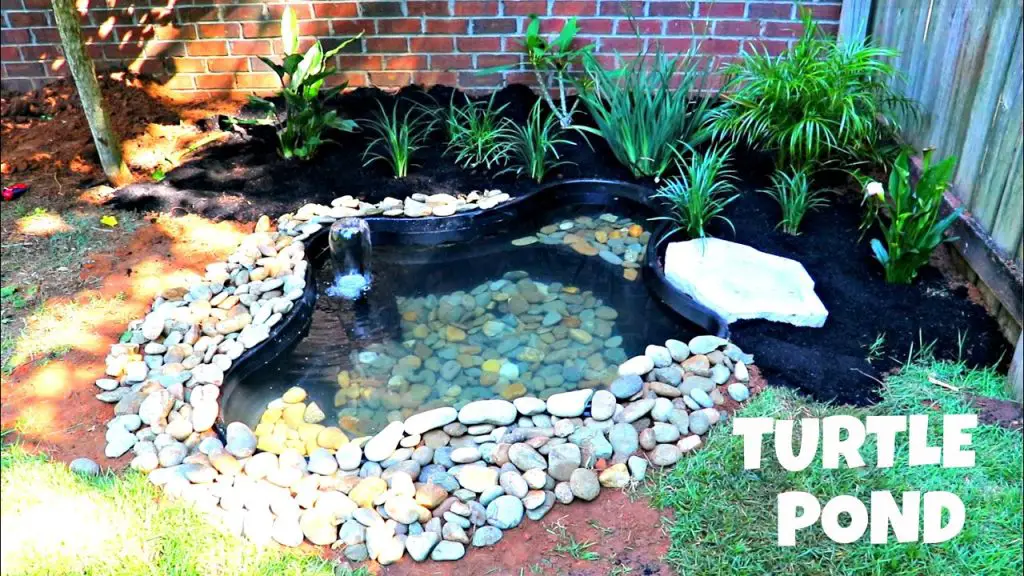 How to Build a Small Turtle Pond