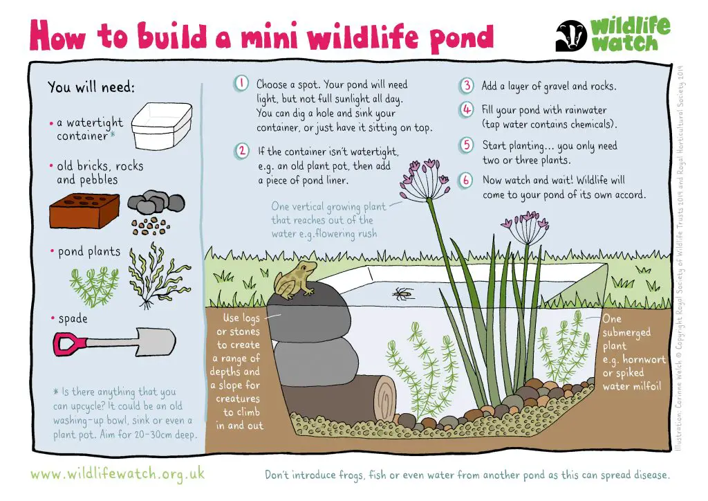 How to Build a Tiny Pond
