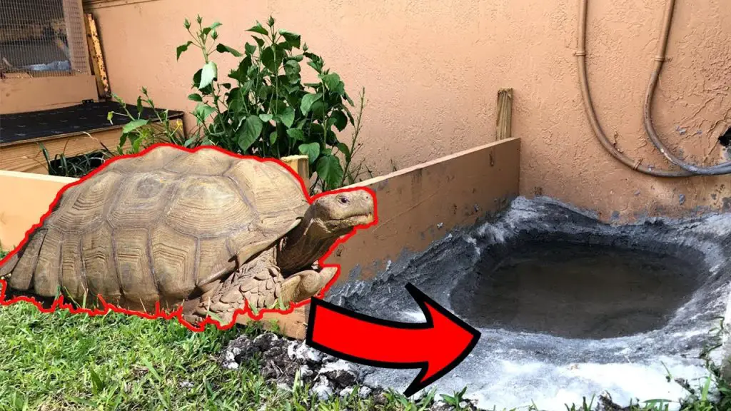 How to Build a Tortoise Pond