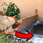 How to Build a Tortoise Pond