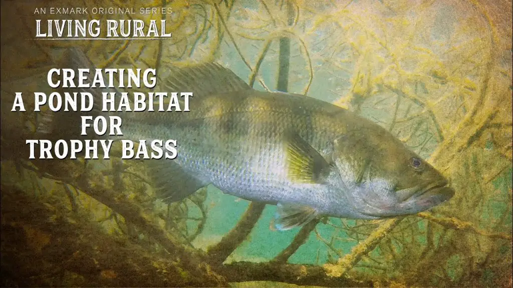 How to Build a Trophy Bass Pond