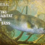 How to Build a Trophy Bass Pond