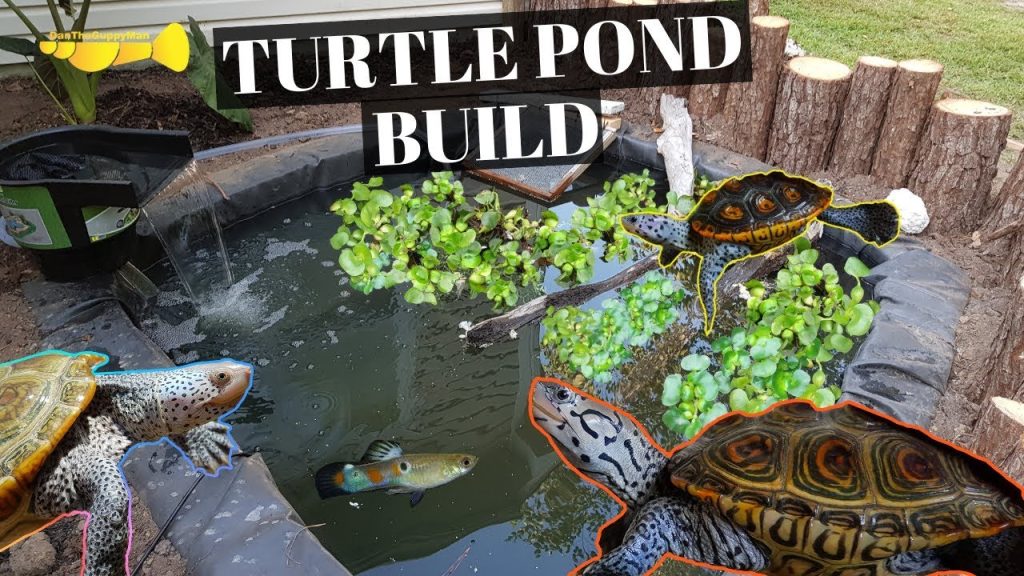 How to Build a Turtle Pond