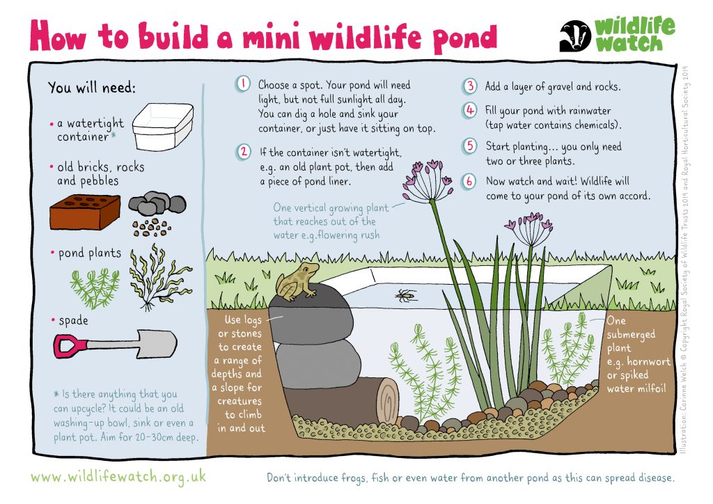 How to Build a Wildlife Pond