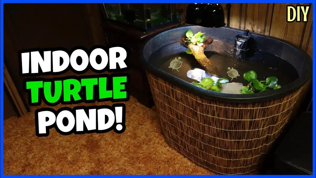 How to Build an Indoor Turtle Pond