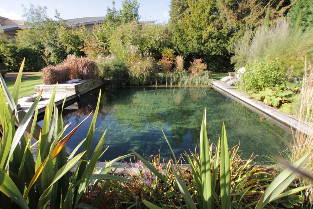 How to Build Your Own Swimming Pond