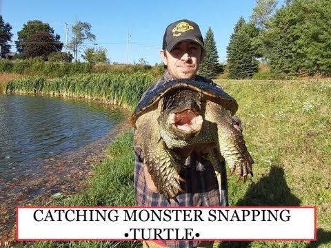 How to Catch a Snapping Turtle in a Pond