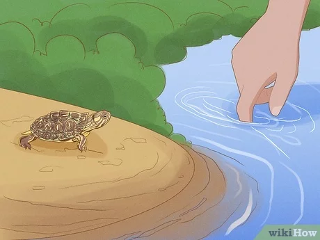 How to Catch Turtles in a Pond