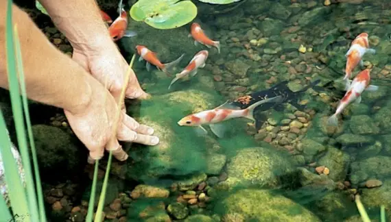 How to Control Algae in a Pond