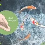 How to Eliminate Algae from a Pond