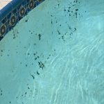 How to Get Rid of Black Algae in a Pool
