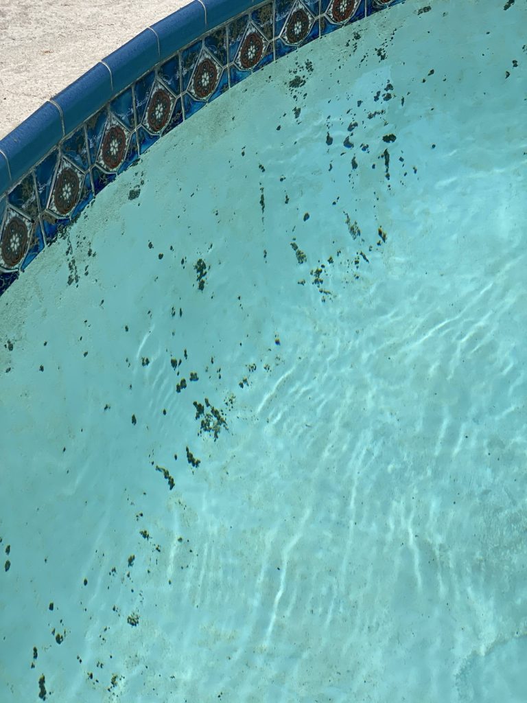 How to Get Rid of Black Algae in a Pool