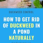 How to Get Rid of Pond Duckweed