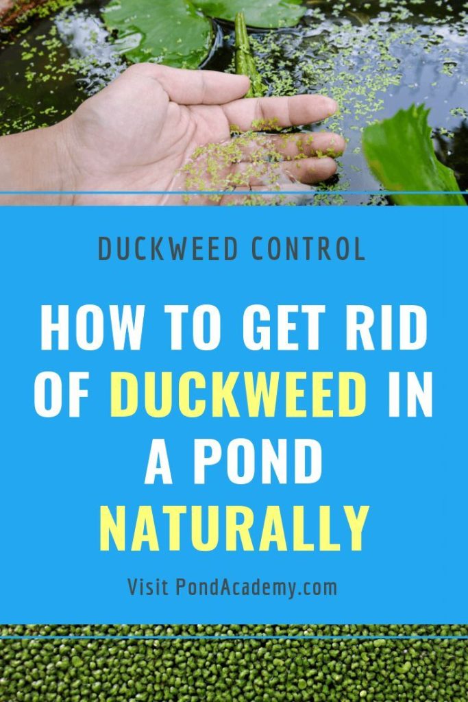 How to Get Rid of Pond Duckweed