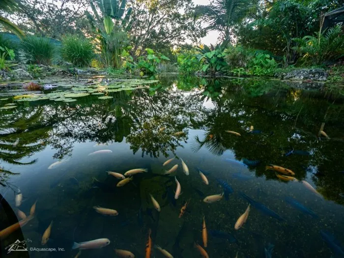 How to Keep a Pond Clean Without Fish