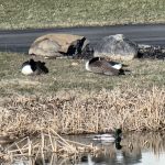 How to Keep Geese Away from the Pond