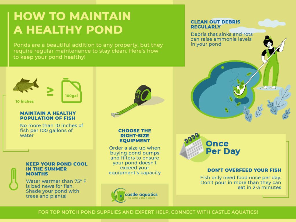How to Maintain a Pond