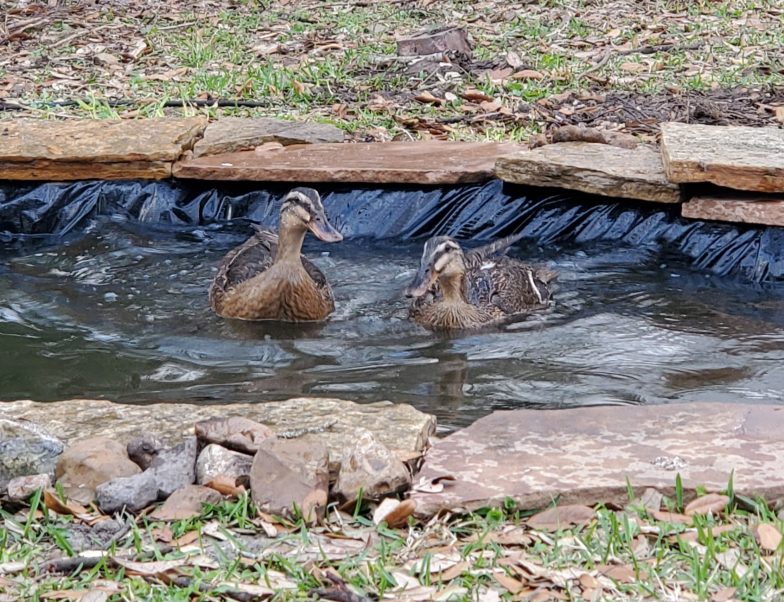 How to Make a Pond for Ducks