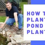 How to Plant Pond Plants