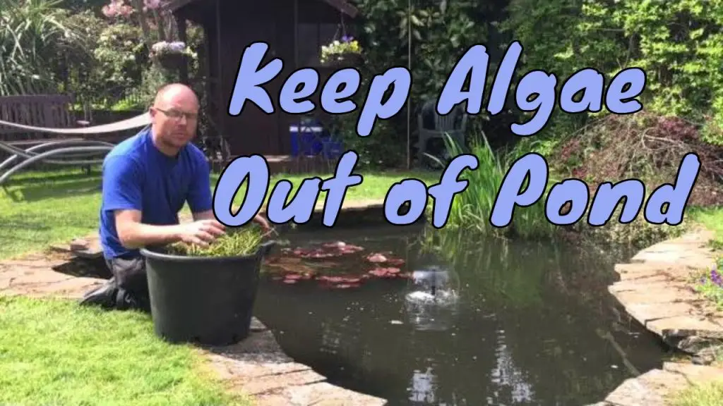 How to Stop Algae in a Pond