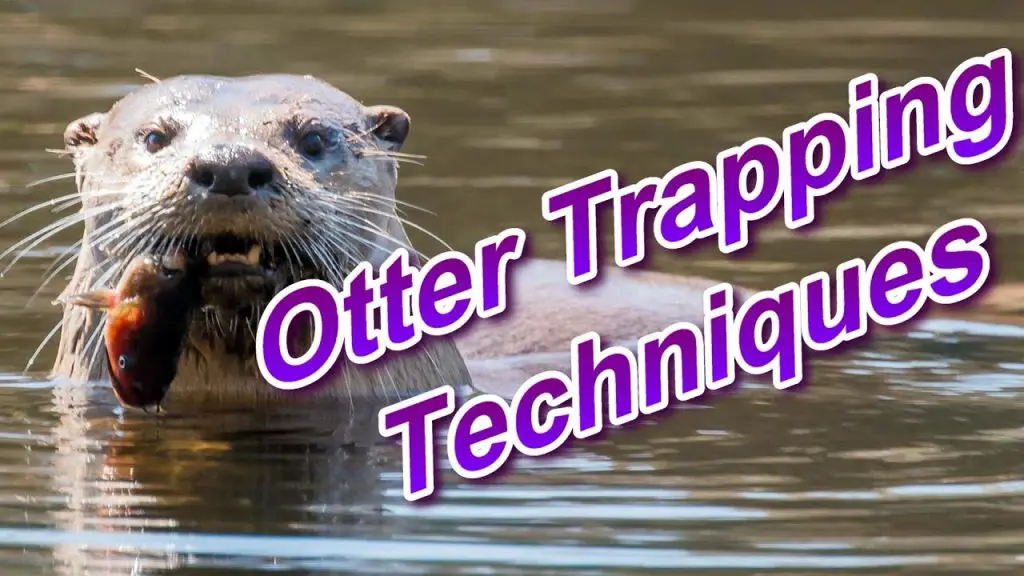 How to Trap Otters in a Pond