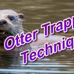 How to Trap Otters in a Pond