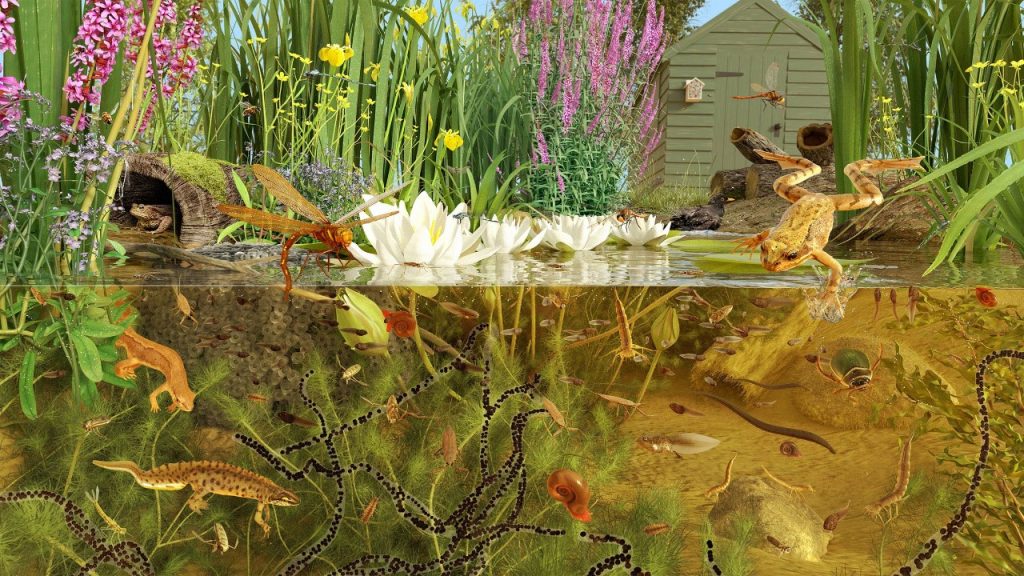 What Animals Live in Ponds