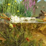 What Animals Live in the Pond